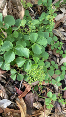 Threeleaf cayratia (Causonis trifolia)
