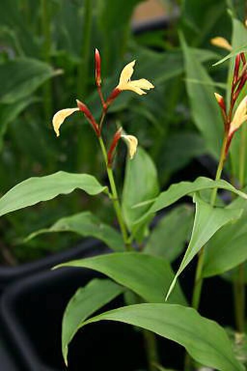 Cautleya gracilis: Cautleya gracilis in cultivation