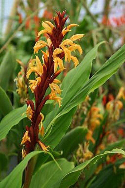 Cautleya spicata: Cautleya spicata 'Crug Cardinal' in cultivation.