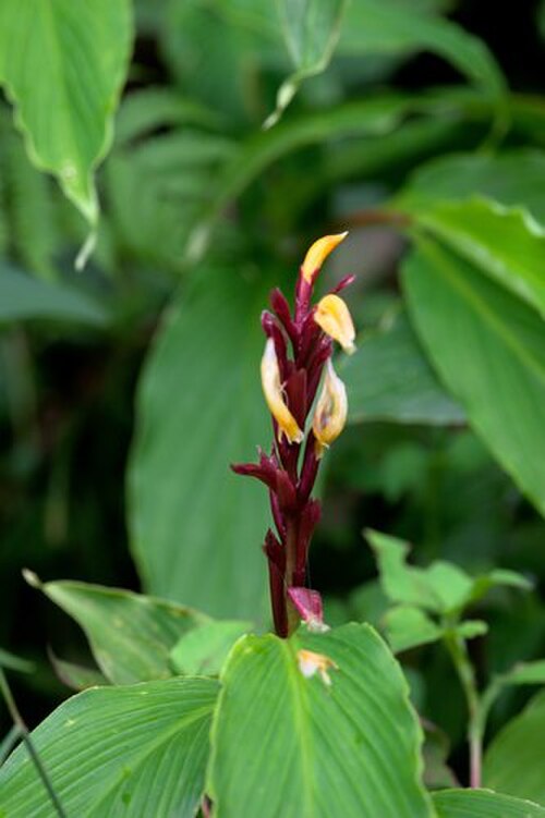 Cautleya spicata: Cautleya spicata