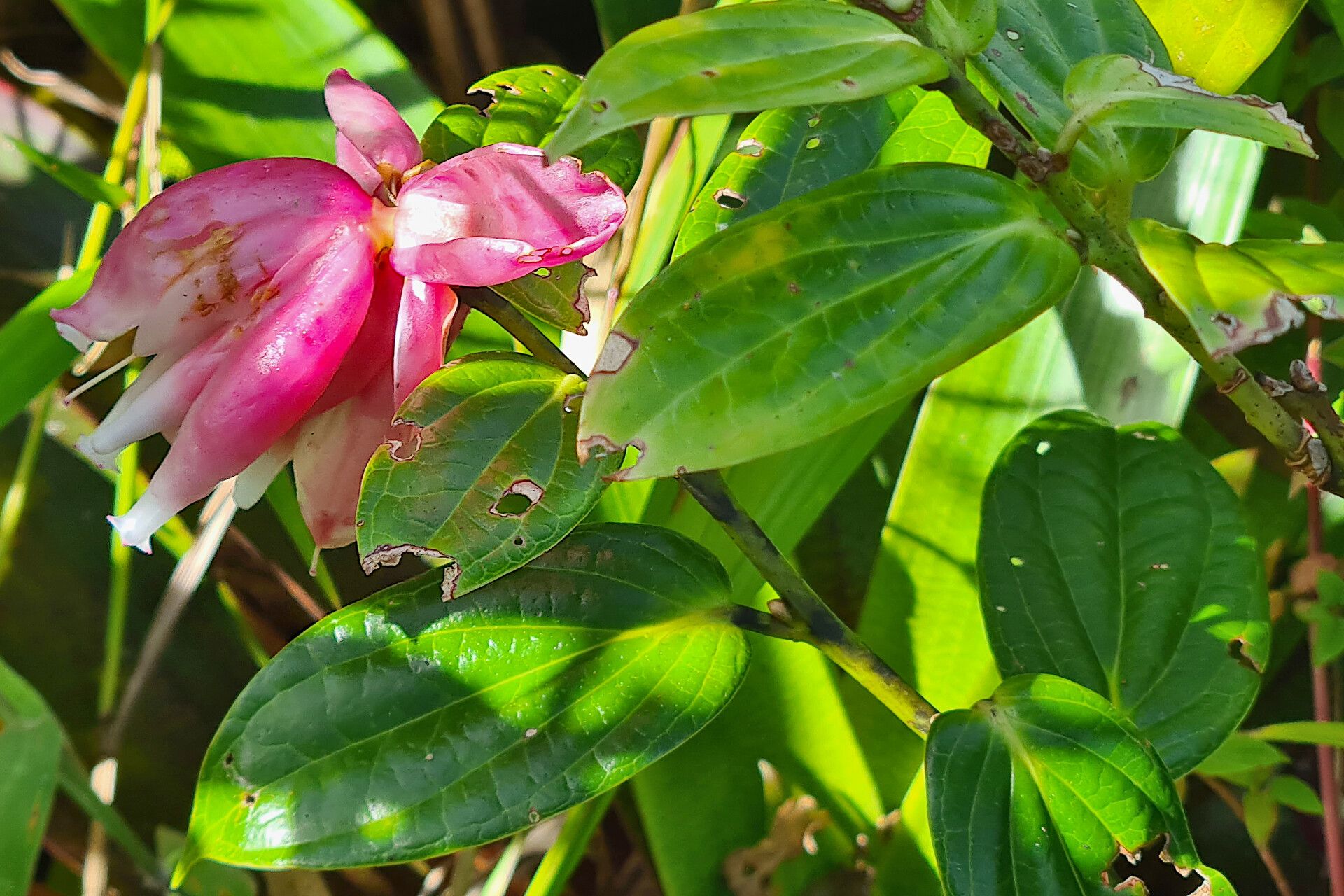Cavendishia acuminata (Cavendishia acuminata)
