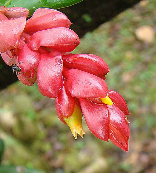 Cavendishia allenii: An epiphyte indigenous to Panama. Photo from the San Blas Range in the northeastern part of that country. In context at www.dixpix.ca/meso_america/Flora/heath/i