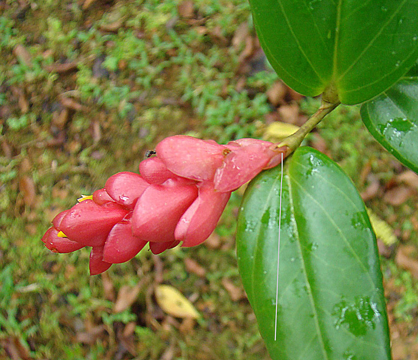 Cavendishia allenii: A Panamanian epiphyte from near the Kuna Yali border. In context at www.dixpix.ca/meso_america/Flora/heath/index.html