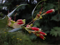 Cavendishia bracteata (Cavendishia bracteata)