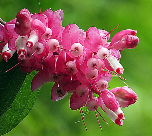 Cavendishia bracteata: A view of the flowers, immature fruit and translucent pink bracts. A widespread neotropical species. In context at www.dixpix.ca/meso_america/Flora/heath/index.