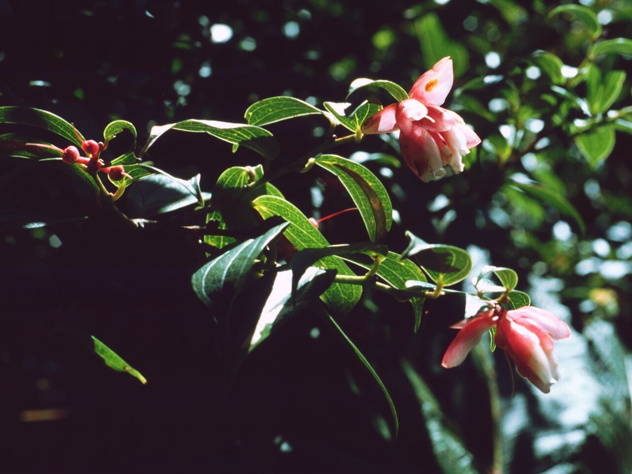 Cavendishia bracteata: Cavendishia bracteata , Heidekrautgewächse (Ericaceae) – Costa Rica: Prov. Alajuela, Cordillera Central, Parque Nacional Volcán Poás, 2550-2600 m