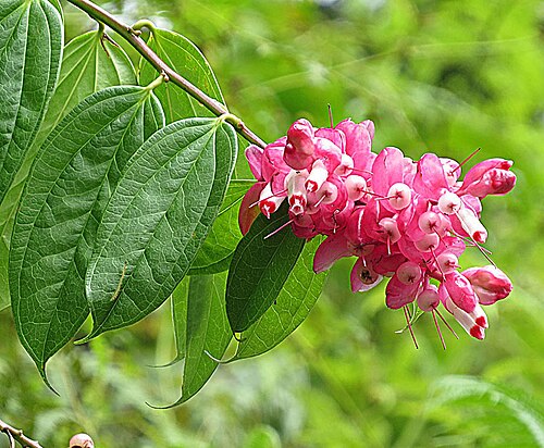 Cavendishia bracteata: A variable species, widespread in the Neotropics. Photo from near Hollin Falls, Ecuador. In context at www.dixpix.ca/meso_america/Flora/heath/index.html