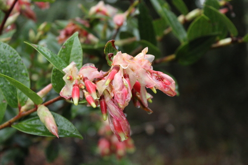 Cavendishia bracteata (Cavendishia bracteata)