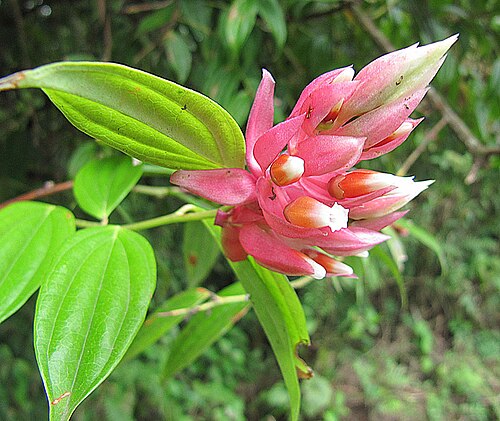 Cavendishia bracteata: Found in the mountains from southern Mexico to Peru. Photo from near Ojo de Agua, Costa Rica. In context at www.dixpix.ca/meso_america/Flora/heath/index.html