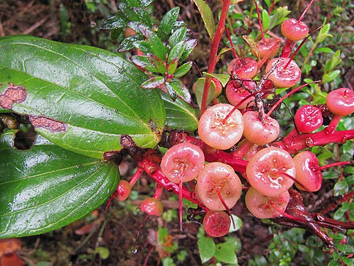 Cavendishia bracteata: These will turn black when ripe. Photo from the mountains of Costa Rica. In context at www.dixpix.ca/meso_america/Flora/heath/index.html