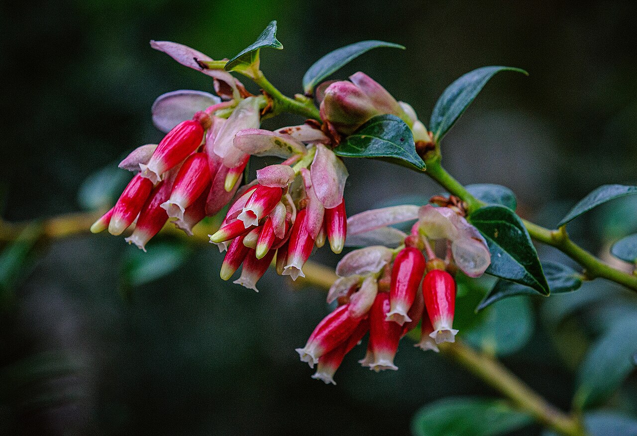 Cavendishia bracteata: Blüten von Cavendishia bracteata.