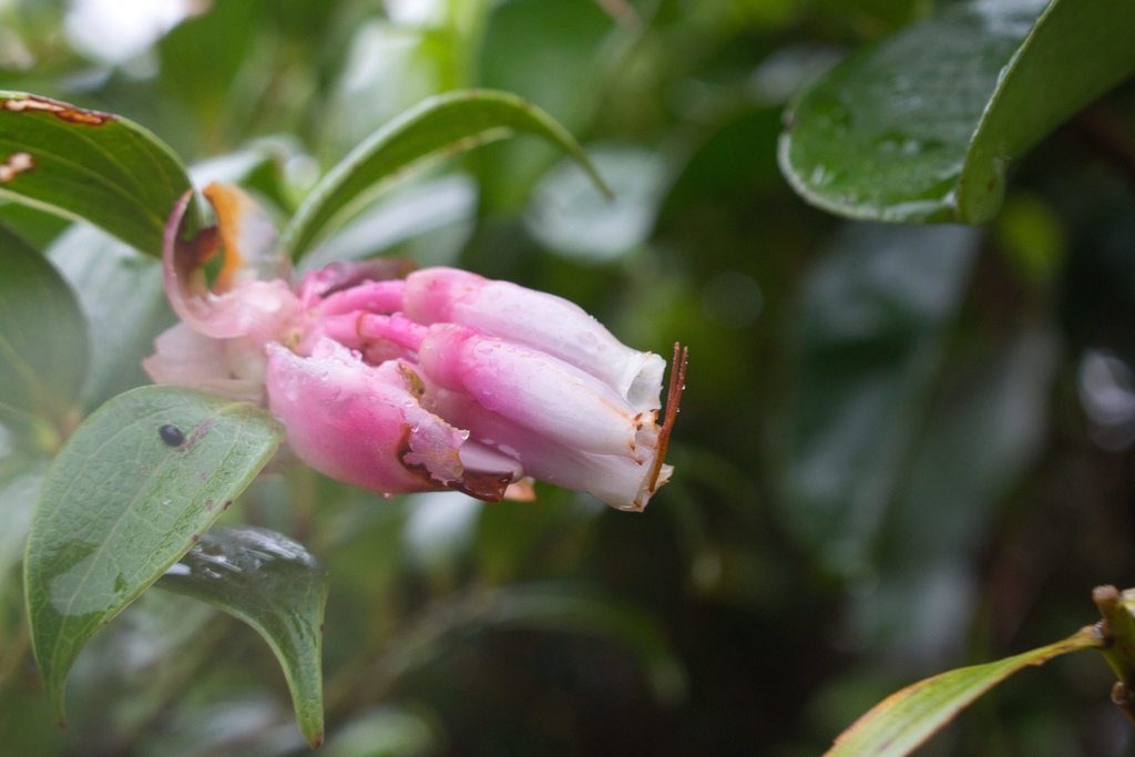 Cavendishia bracteata (Cavendishia bracteata)