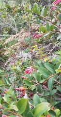 Cavendishia bracteata (Cavendishia bracteata)