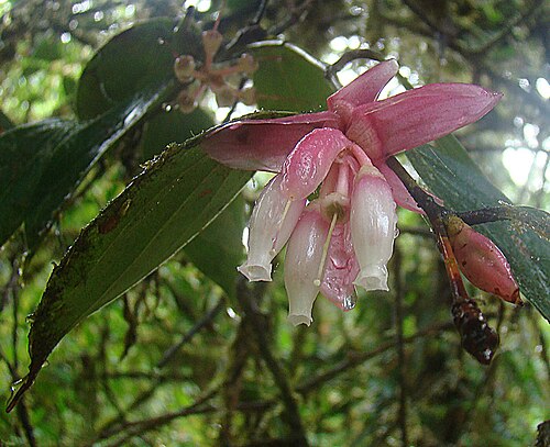 Cavendishia callista: Native to Mesoamerica and northern South America. Photo from Sta. Elena Reserve, Costa Rica. In context at www.dixpix.ca/meso_america/Flora/heath/index.html