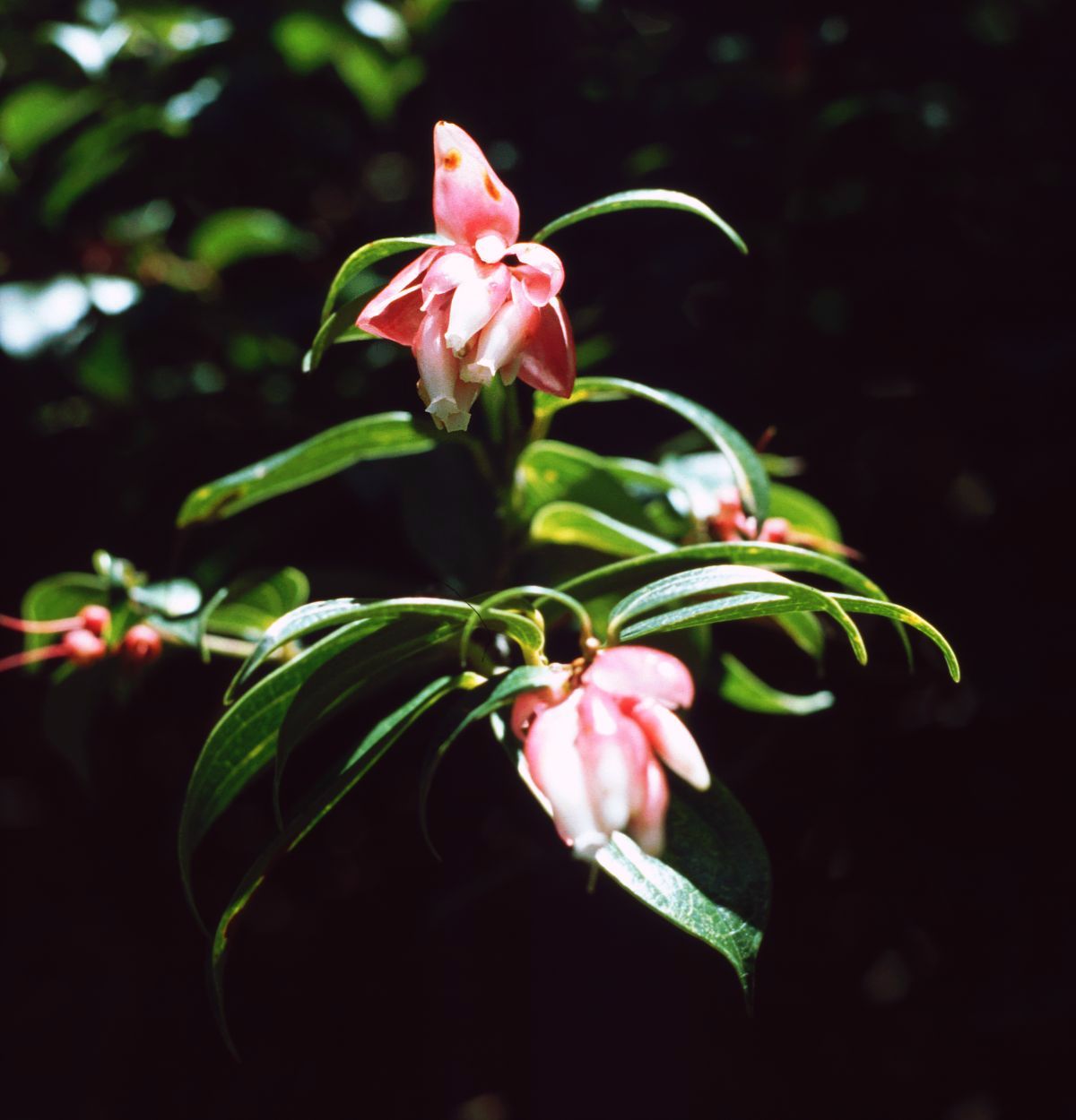 Cavendishia callista: Cavendishia bracteata , Heidekrautgewächse (Ericaceae) – Costa Rica: Prov. Alajuela, Cordillera Central, Parque Nacional Volcán Poás, 2550-2600 m
