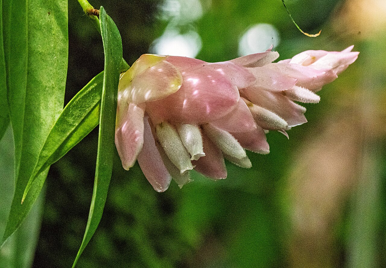 Cavendishia callista: Cavendishia callista im Botanischen Garten München