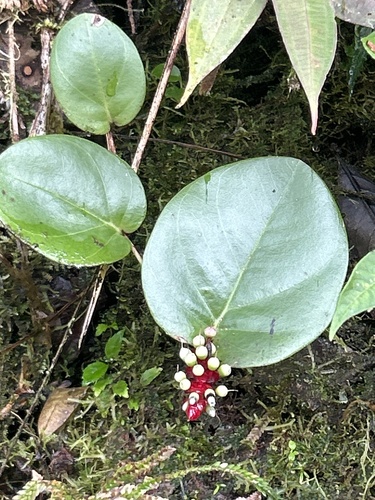 Cavendishia complectens (Cavendishia complectens)