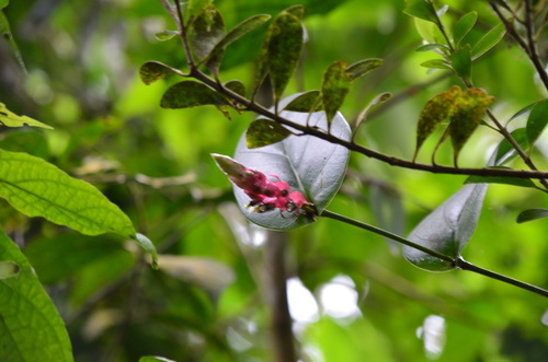 Cavendishia complectens (Cavendishia complectens)