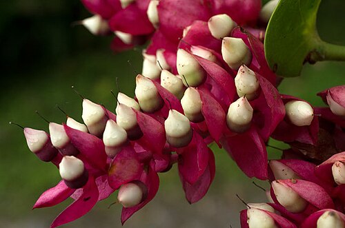 Cavendishia complectens: Cavendishia complectens Flowers without corolla (already passed flowering peak).