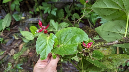 Cavendishia complectens (Cavendishia complectens)