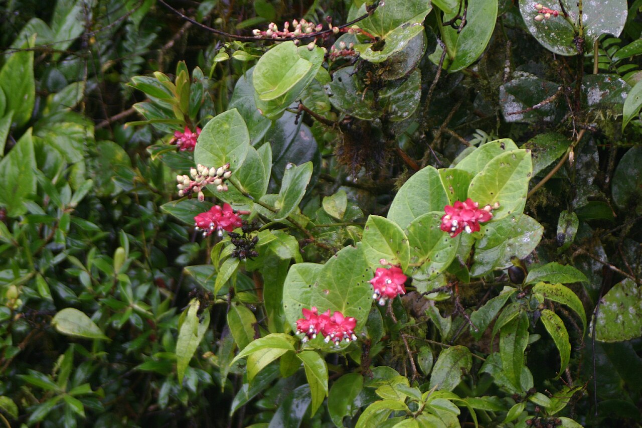 Cavendishia complectens: The brightly colored bracts of this shrub made it relatively easy to pick out among the canopy branches where it was growing. Trying to identify where the shrub