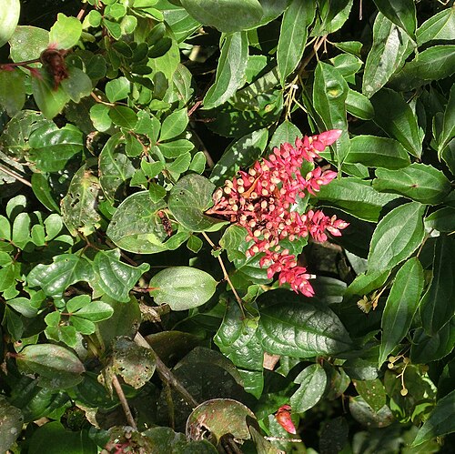 Cavendishia complectens: Cavendishia complectens subsp. complectens . Costa Rica, Monteverde Cloud Forest Reserve, Selvatura hanging bridges and walkway, ca 1500 m.
