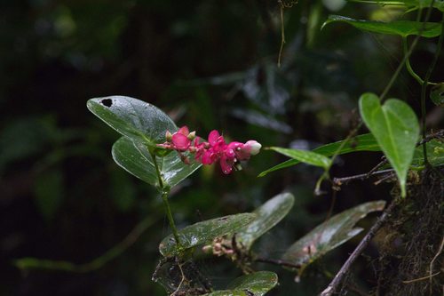 Cavendishia complectens (Cavendishia complectens)