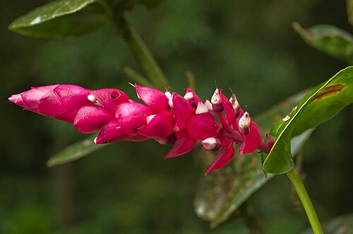 Cavendishia complectens: Flowers without corolla (already passed flowering peak).