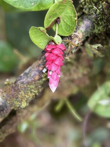 Cavendishia complectens (Cavendishia complectens)
