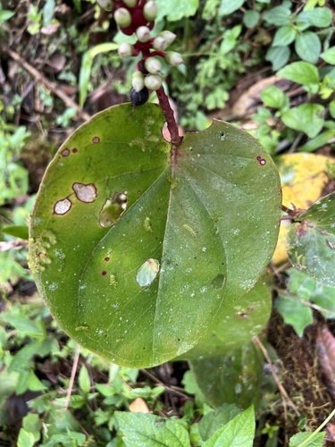 Cavendishia complectens (Cavendishia complectens)