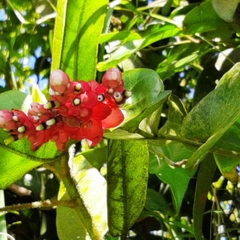 Cavendishia complectens (Cavendishia complectens)