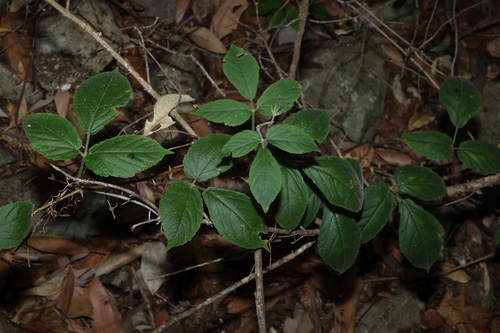 Cayratia acris (Cayratia acris)