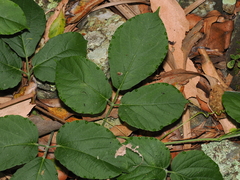Cayratia acris (Cayratia acris)