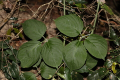 Cayratia acris (Cayratia acris)