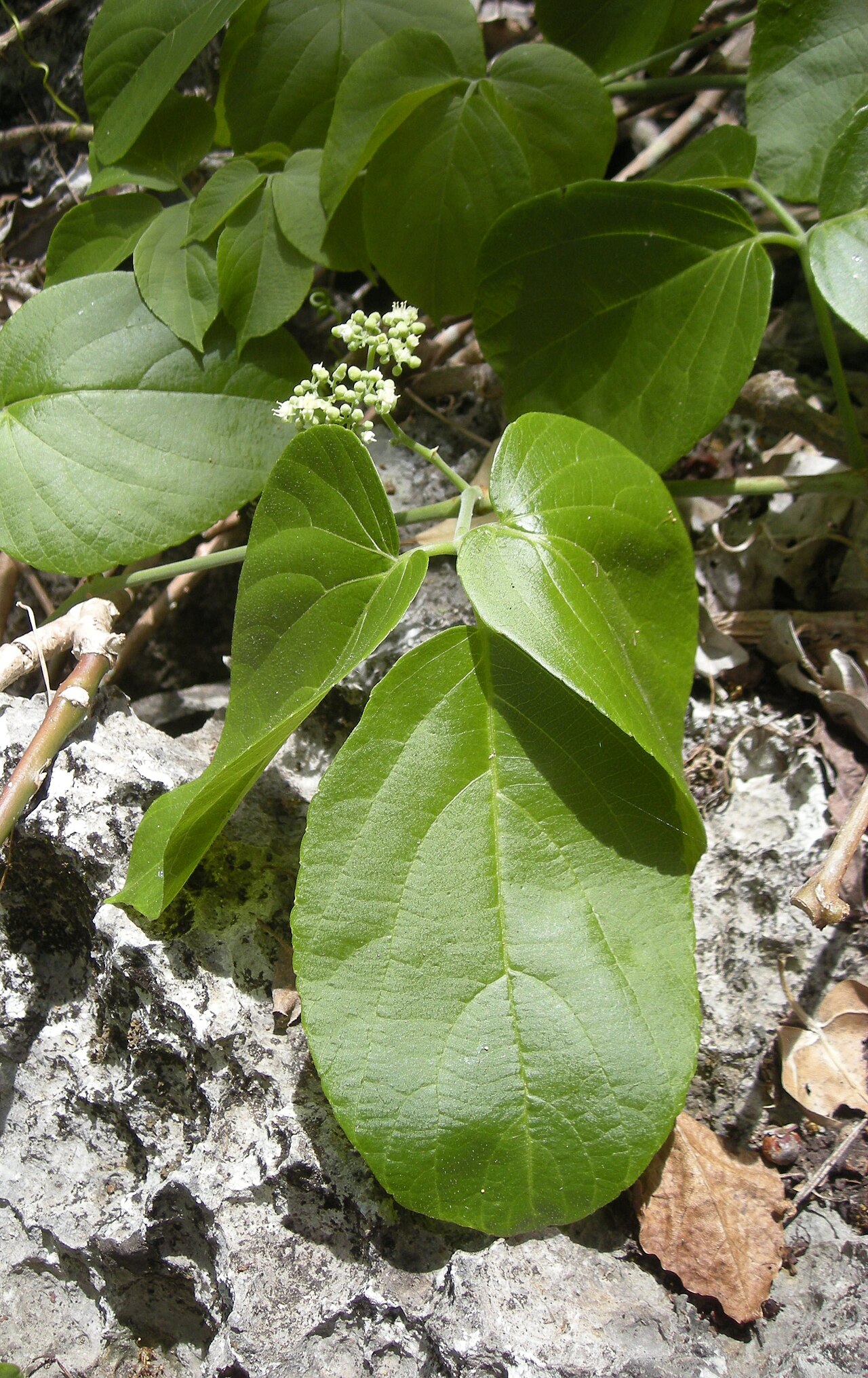 Cayratia acris: Cayratia acris foliage and flowers