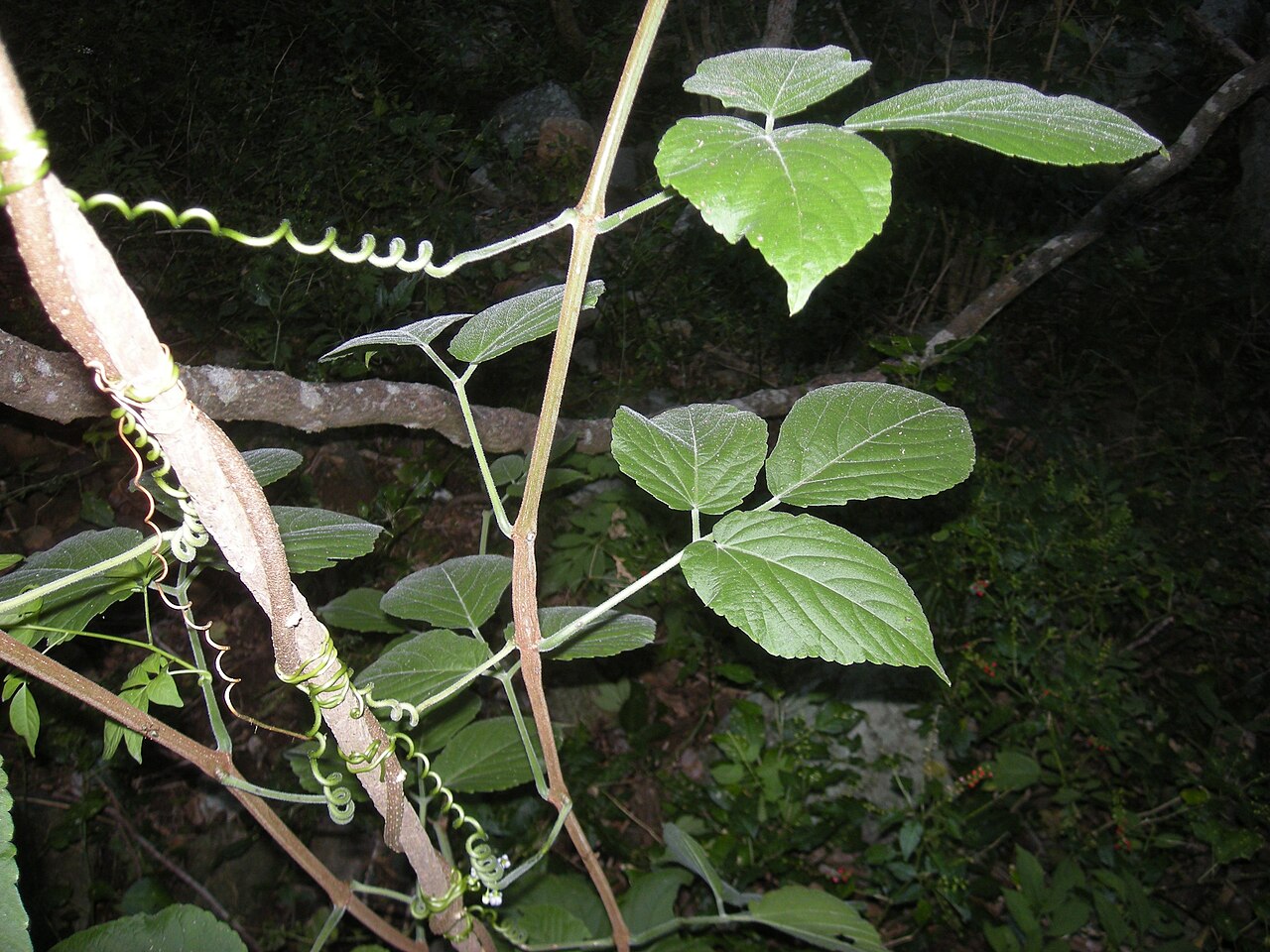 Cayratia acris: Cayratia acris foliage