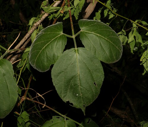 Cayratia acris (Cayratia acris)