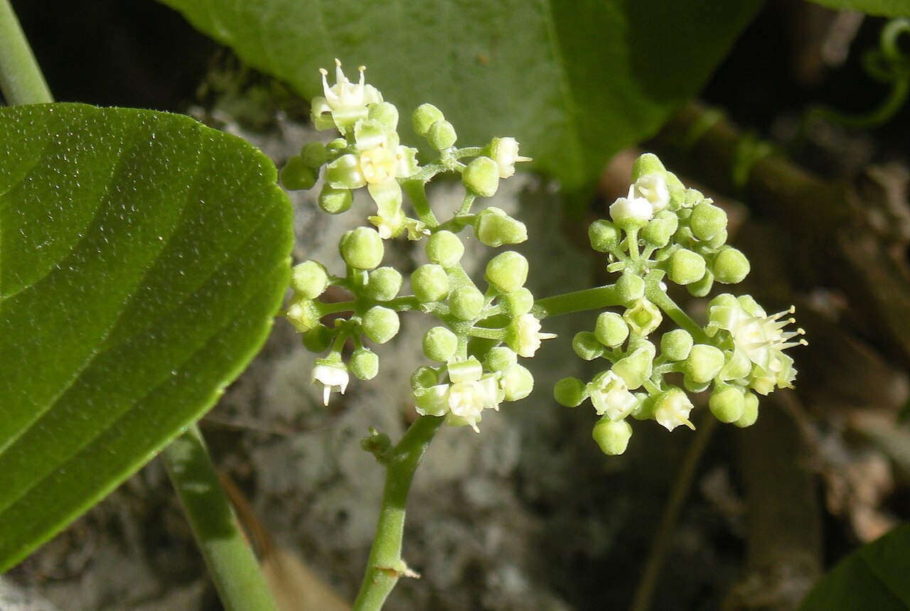 Cayratia acris: Cayratia acris flowers