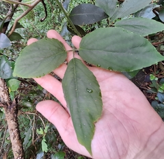 Cayratia acris (Cayratia acris)