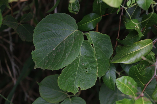Cayratia acris (Cayratia acris)