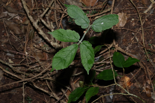 Cayratia acris (Cayratia acris)