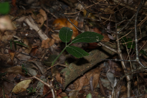 Cayratia acris (Cayratia acris)