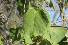 Cayratia cardiophylla (Cayratia cardiophylla)