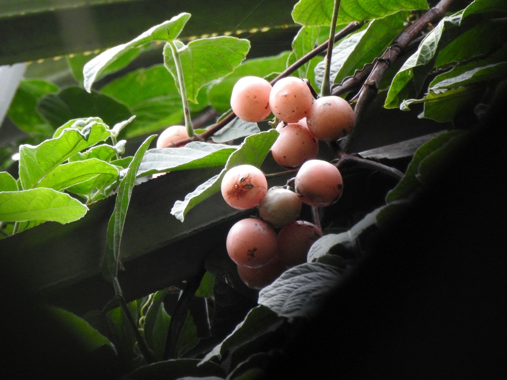 Cayratia mollissima (Cayratia mollissima)