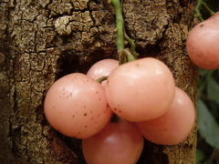 Cayratia mollissima (Cayratia mollissima)