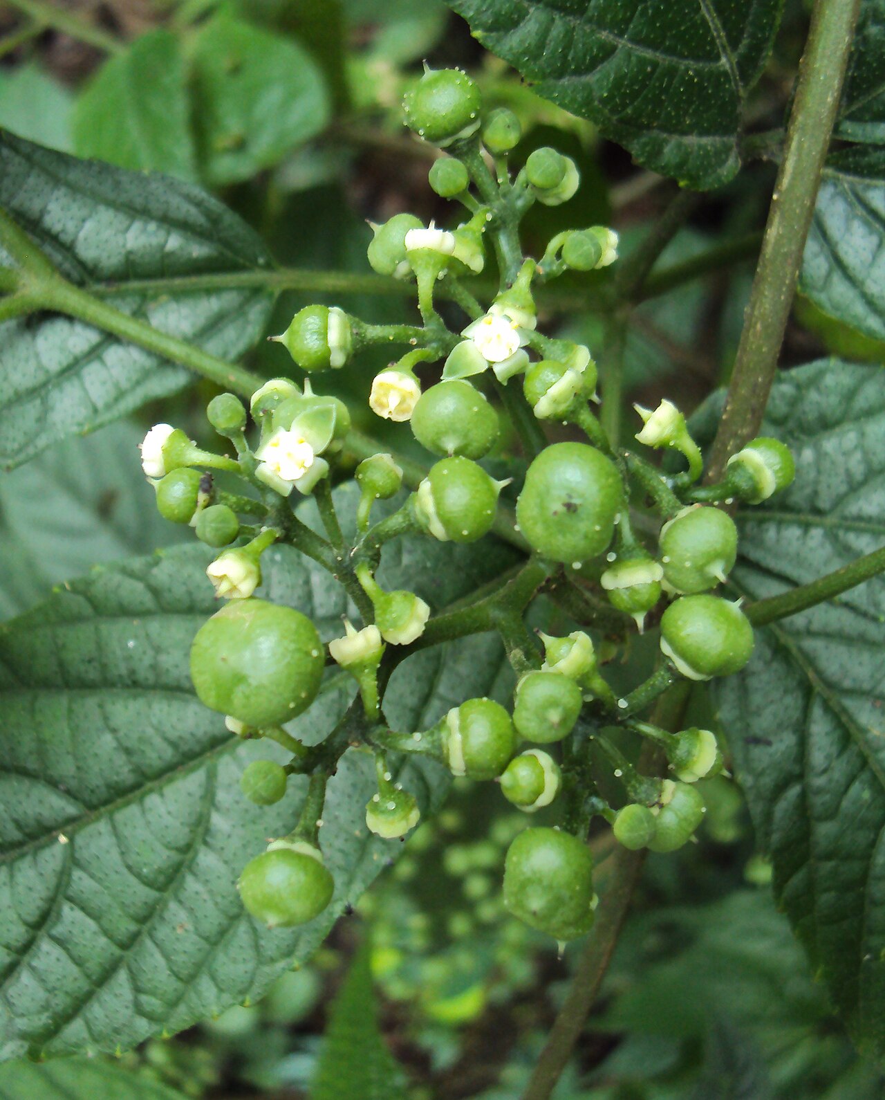 Cayratia mollissima: Cayratia mollissima