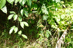 Cayratia mollissima (Cayratia mollissima)