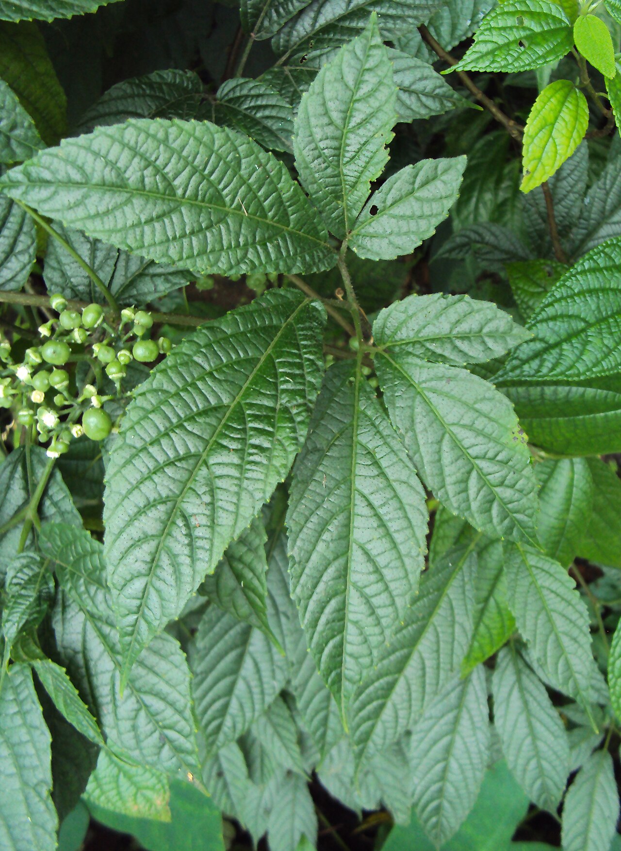 Cayratia mollissima: Cayratia mollissima