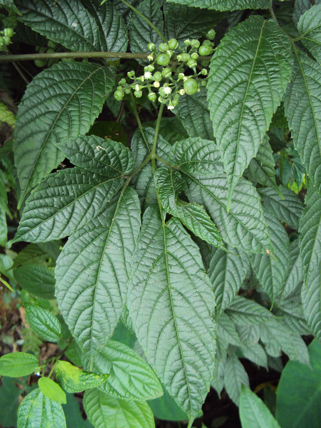 Cayratia mollissima: Cayratia mollissima