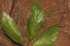 Cayratia mollissima (Cayratia mollissima)